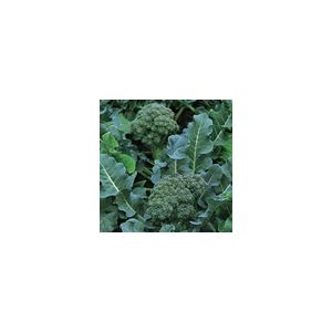 Calabrese Green Sprouting Kings Seeds