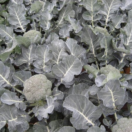 Calabrese Ironman F1 Agm Kings Seeds