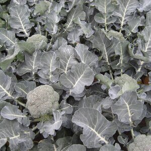 Calabrese Ironman F1 Agm Kings Seeds