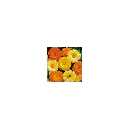 Calendula Art Shades- Kings Seeds