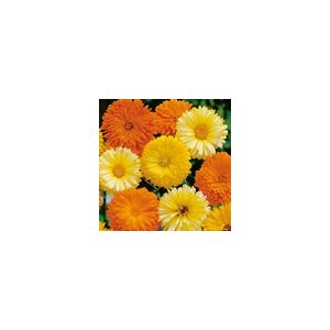 Calendula Art Shades- Kings Seeds