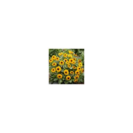 Calendula Bulls Eye- Kings Seeds