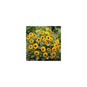 Calendula Bulls Eye- Kings Seeds