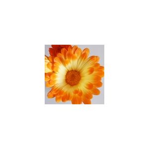 Calendula Oopsy Daisy- Kings Seeds