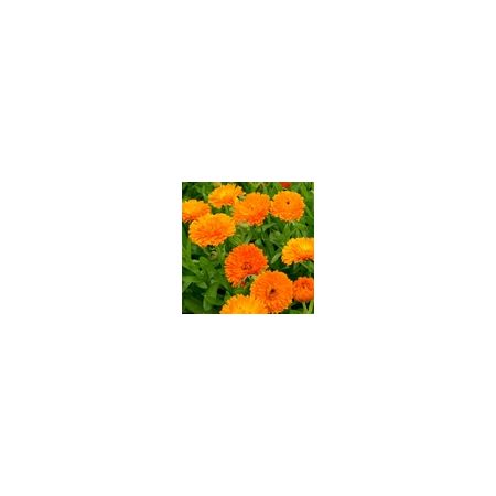 Calendula Orange King Seed Packet