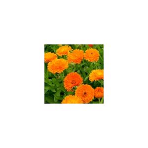 Calendula Orange King Seed Packet