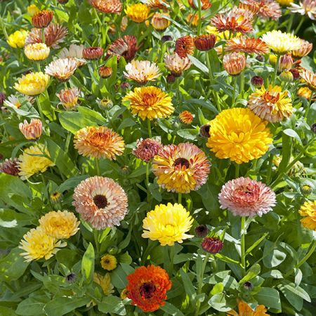 Calendula Playtime Mix- Kings Seeds