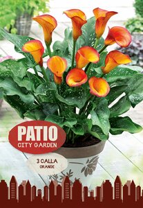 Calla Orange - 3 Bulb Pack