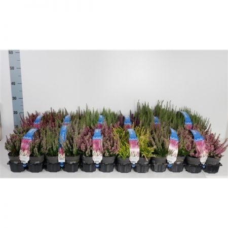 Calluna Vulgaris In Varieties 6-Pack