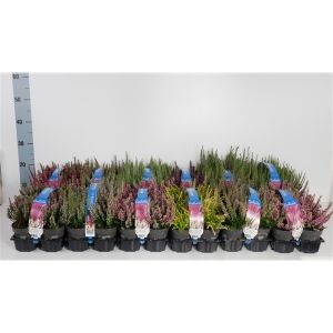 Calluna Vulgaris In Varieties 6-Pack