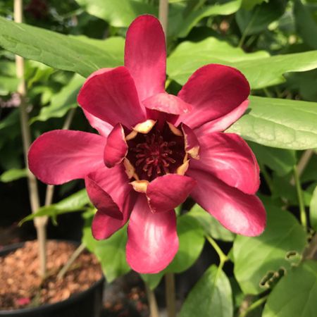 Calycanthus Aphrodite 12L Container