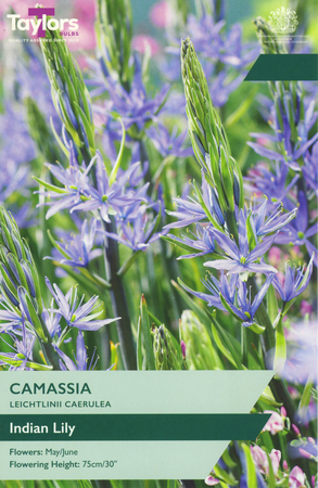 Camassia - Leichtlinii Caerulea - 3 Bulb Pack