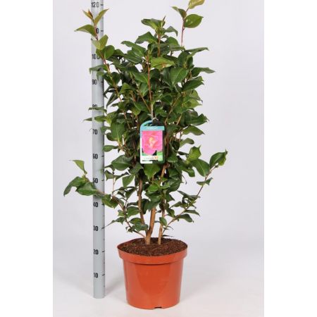 Camellia Japonica C10 - Our Selection/Colour May Vary - image 1