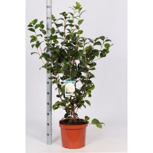 Camellia Japonica C10 - Our Selection/Colour May Vary - image 2