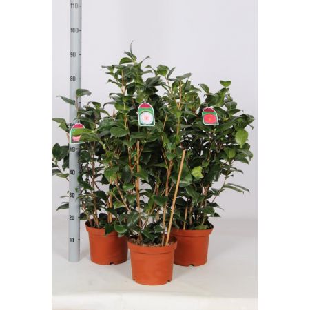 Camellia Japonica C4 Mix 60/80Cm - Our Selection