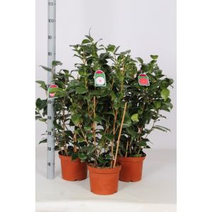 Camellia Japonica C4 Mix 60/80Cm - Our Selection