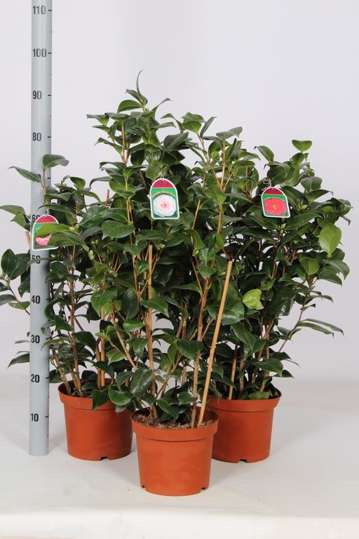Camellia Japonica C4 Mix 60/80Cm - Our Selection