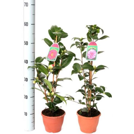 CAMELLIA JAPONICA MIX P14 Pot c.40cm