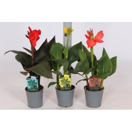 Canna Lily 12Cm Pot 50/60Cm