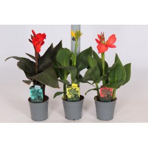 Canna Lily 12Cm Pot 50/60Cm