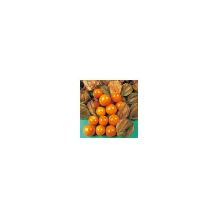 Cape Gooseberry Kings Seeds