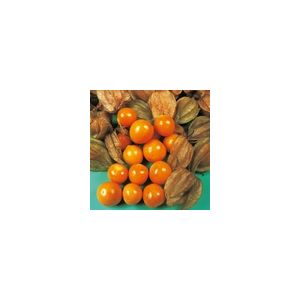 Cape Gooseberry Kings Seeds