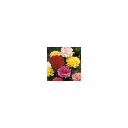 Carnation Giant Chabaud- Kings Seeds