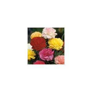 Carnation Giant Chabaud- Kings Seeds