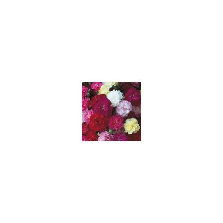 Carnation Hardy Border Mixed- Kings Seeds