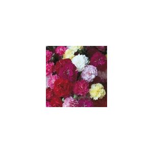 Carnation Hardy Border Mixed- Kings Seeds