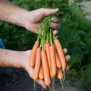 Carrot Adelaide F1 - Kings Seeds