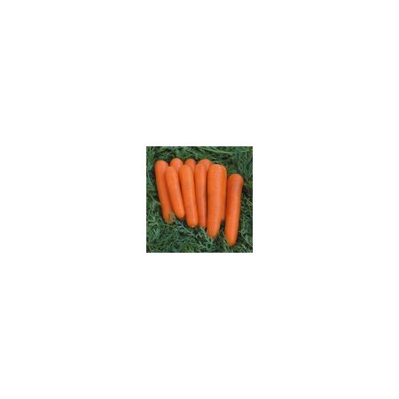 Carrot Attilio F1 Kings Seeds