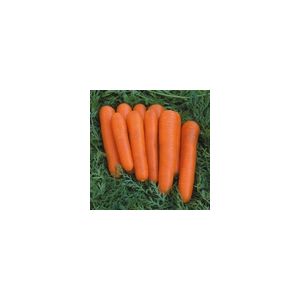 Carrot Attilio F1 Kings Seeds