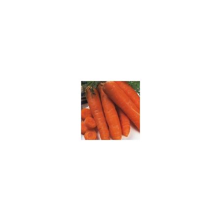 Carrot Autumn King 2 Kings Seeds