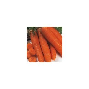 Carrot Autumn King 2 Kings Seeds