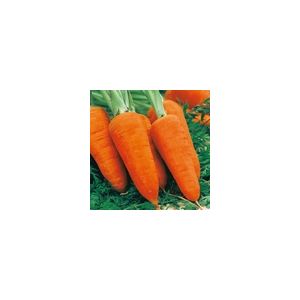 Carrot Chantenay Red Cored 3 Kings Seeds