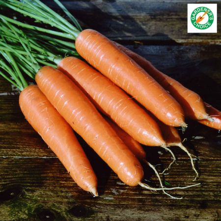 Carrot Eskimo F1 Kings Seeds