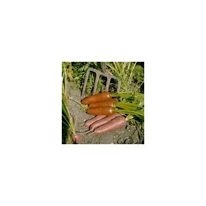 Carrot Flyaway F1 Kings Seeds