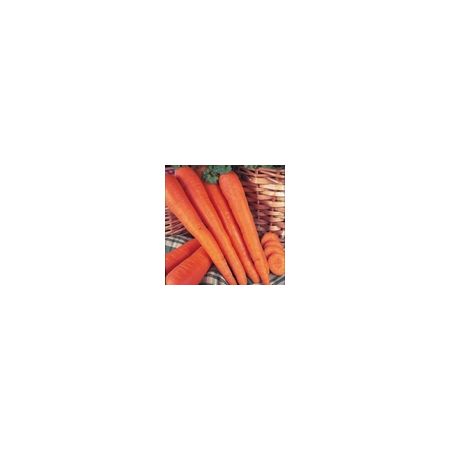 Carrot James Scarlet Intermediate Kings Seeds