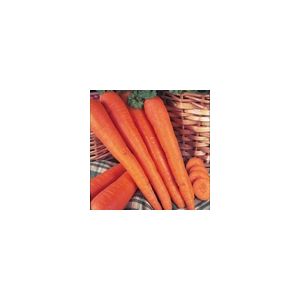 Carrot James Scarlet Intermediate Kings Seeds