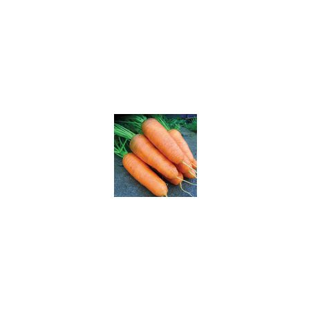 Carrot Katrin Kings Seeds