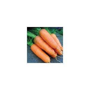 Carrot Katrin Kings Seeds