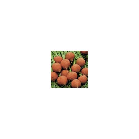 Carrot Paris Market 5 - Atlas Kings Seeds