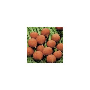 Carrot Paris Market 5 - Atlas Kings Seeds
