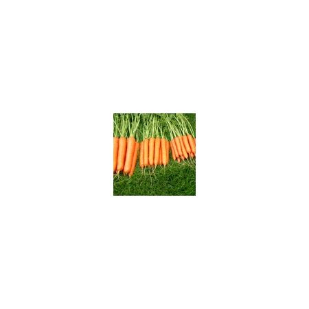 Carrot Sweet Candle F1 Kings Seeds