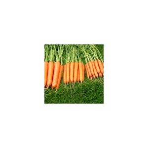 Carrot Sweet Candle F1 Kings Seeds