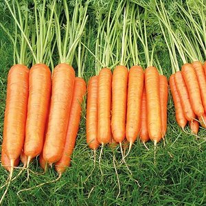 Carrot - Sweet Candle F1 - Thompson and Morgan Seed Pack