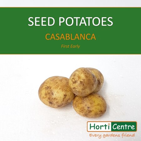 Casablanca Scottish Seed Potatoes 1.5Kg