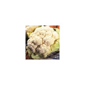 Cauliflower All The Year Round Kings Seed