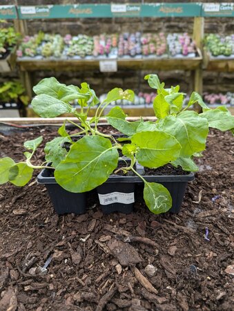 Cauliflower All Year Round 9 Pack